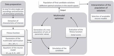 On the Use of a Multimodal Optimizer for Fitting Neuron Models. Application to the Cerebellar Granule Cell